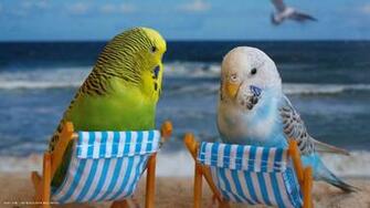 Budgie Funny Budgies Birds Beach HD Widescreen Wallpaper