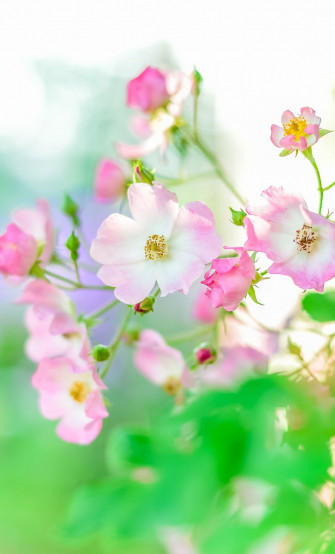 Summer Plants Blur Portrait Flowers