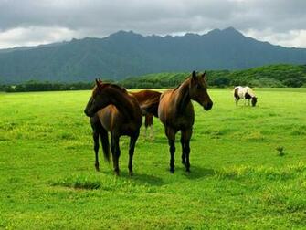 Horse Desktop Pc And Mac Wallpaper