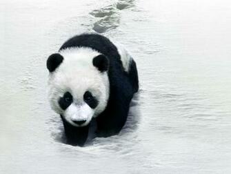 Desicommentfirst Baby Panda Wallpaper