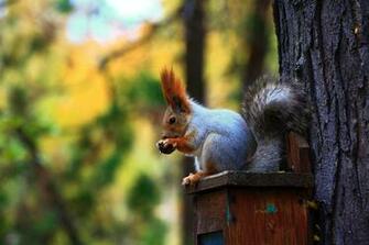 Squirrel Computer Wallpaper Desktop Background Id