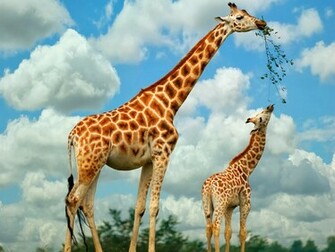 Giraffe Wallpaper HD Jpg
