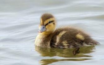 Duckling Wallpaper