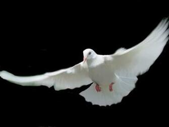 Dove Wallpaper White Background For Your Computer