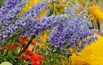 Colorful Flowers Wallpaper