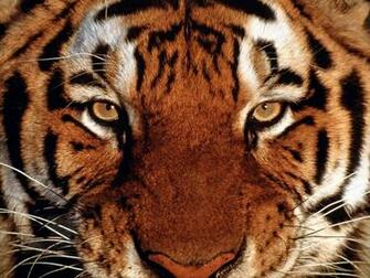 Best Desktop HD Wallpaper Tiger