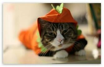 Halloween Funny Cat HD Wallpaper For Standard Fullscreen Uxga