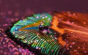 Wallpaper Of Peacock Feathers HD