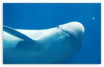 Dolphin HD Desktop Wallpaper High Definition Fullscreen Mobile