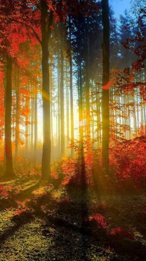 iPhone Wallpaper Sunset Through The Trees In Autumn And Under