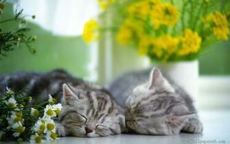 Sleeping Cat Animal Wallpaper Windows