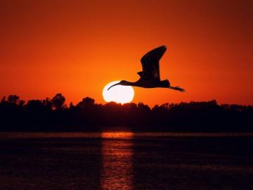 Sunset Pictures In HD Birds Flying At