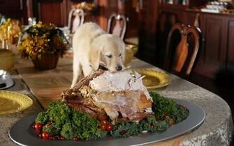 Funny Thanksgiving Dog Background HD Wallpaper Desktop