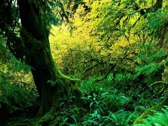 Imelda Mcconnell Rainforest Wallpaper