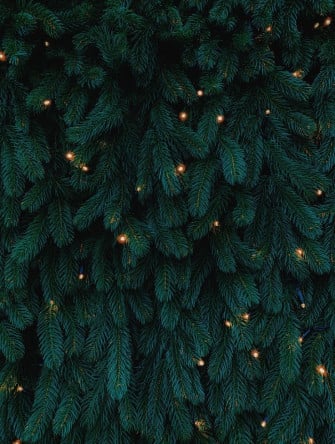 Photo Of Green Leafed Plants Image