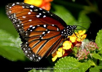 Beautiful Wallpaper Butterflies