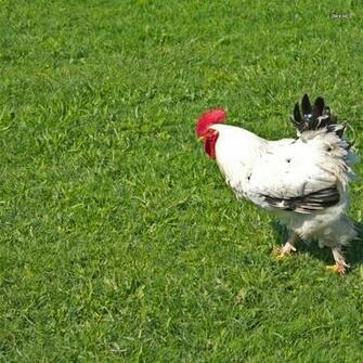 Rooster Wallpaper Animal