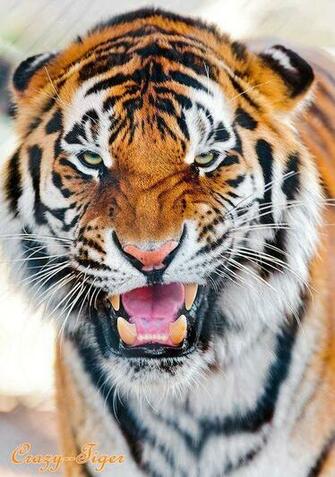De Crazy Tiger Le Plus Beau F Lin Du Monde