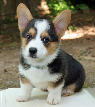 Miles The Pembroke Welsh Corgi Pictures
