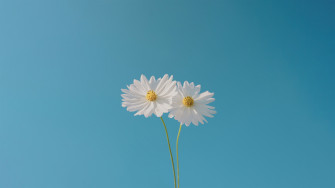 Wallpaper For Laptop HD Flowers