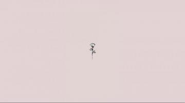 Rose Basic Achtergrond Wallpaper Vergrendelscherm