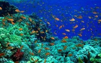Marine Life Wallpaper With Yellow Fish In Athe Deep Blue Sea