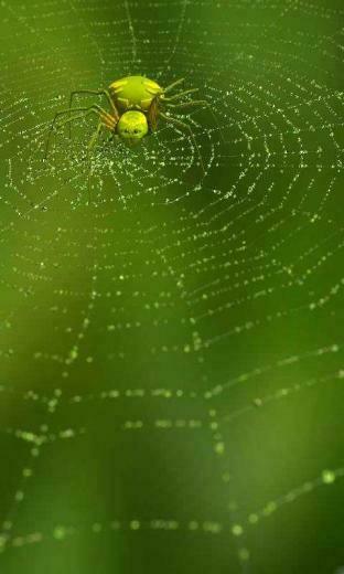 Web With Spider Live Wallpaper Android Apps On Google Play