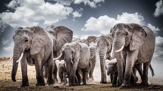 Elephant 4k Baby Animal Wildlife Rare Gallery HD Wallpaper