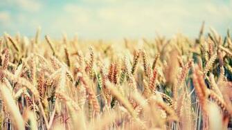 Wallpaper Field Spikes Sky Bright Mellow HD