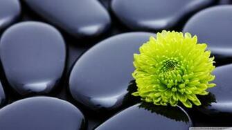 Black Zen Stones And A Yellow Mum Wallpaper