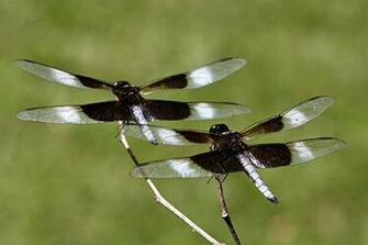 Black And White Dragonfly Wallpaper All About Dragon World