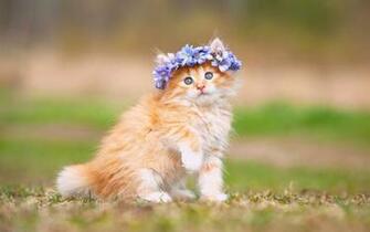Maine Coon Kitten Cats Wallpaper