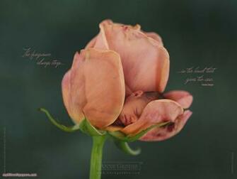 Anne Geddes Wallpaper Part Desktop HD