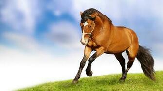 Animals Wallpaper Photo