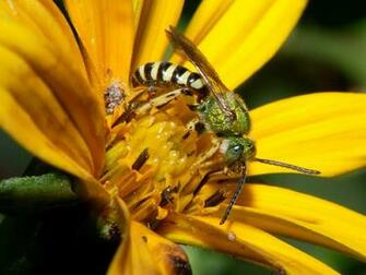 Bee Wallpaper