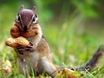 Beautiful Wallpaper Squirrels