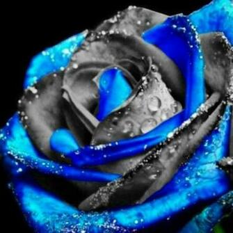 Community Board Black Roses Rose And Blue