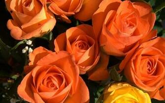 Roses Image Awesome Orange HD Wallpaper And Background