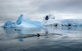 Nature National Geographic Icebergs Killer Whales Winter Landscapes