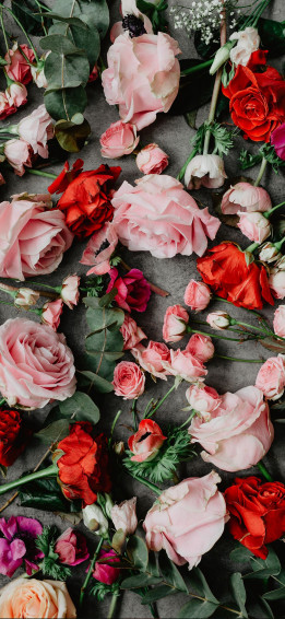 Rose Wallpaper For iPhone