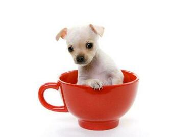 Teacup Chihuahua Puppy