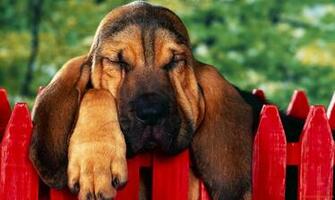 Bloodhound Puppy Wallpaper Freshwallpaper