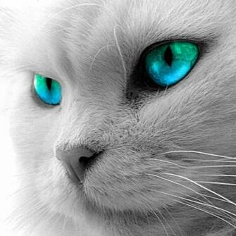 Wallpaper Collections Beautiful Hi Res iPad Background