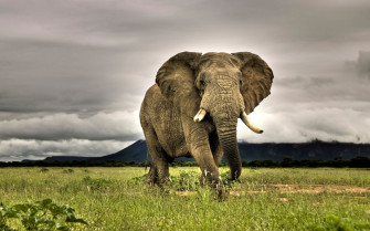 Elephant Wallpaper