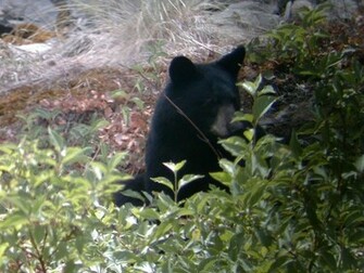 Wallpaper Cover A Soaking Wet Black Bear Html