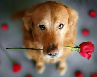 Dogs Image Cute Dog HD Wallpaper And Background Photos