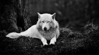 Wolf Wallpaper