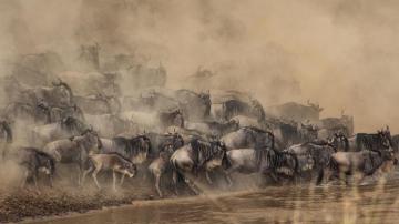 Wildebeest 4k Wallpaper For Your Desktop Or Mobile Screen