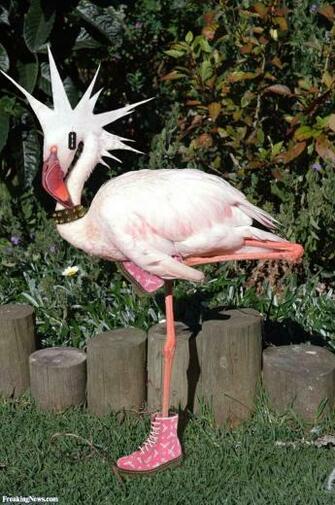 Flamingo Horse Tattoo Pictures To Pin