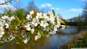 Blossom Branch Spring Wallpaper